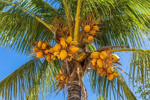 Coconut palm (Cocos nucifera) with ripe coconuts