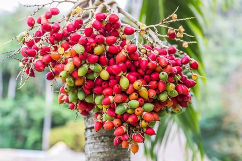 Fruit of the date palm (Phoenix dactylifera)