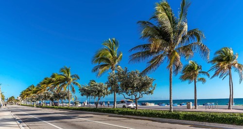 Palms and Beach