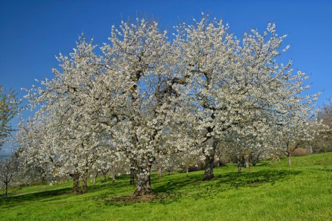 Meadow orchard with blooming cherry trees