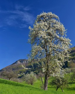 Meadow orchard with blooming fruit trees