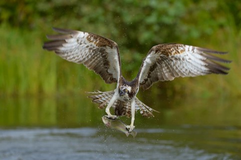 Osprey (Pandion haliaetus) in flight with prey
