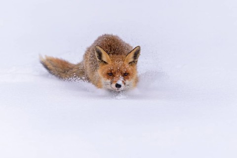 Red fox (Vulpes vulpes)