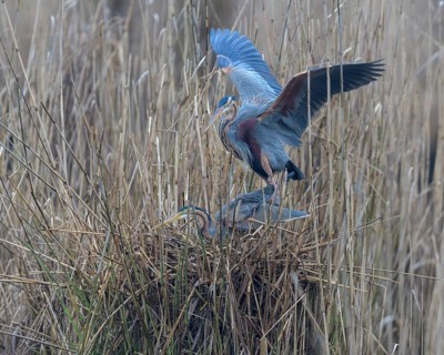 Purple heron (Ardea purpurea)