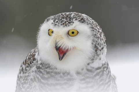Snowy owl (Bubo scandiacus)