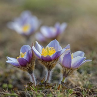 Spring pasque flower (Pulsatilla vernalis)