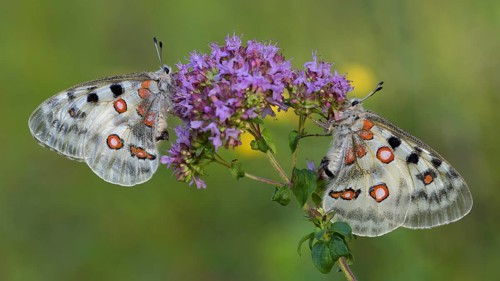 Two Apollo (Parnassius apollo)