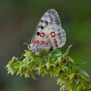 Apollo (Parnassius apollo)
