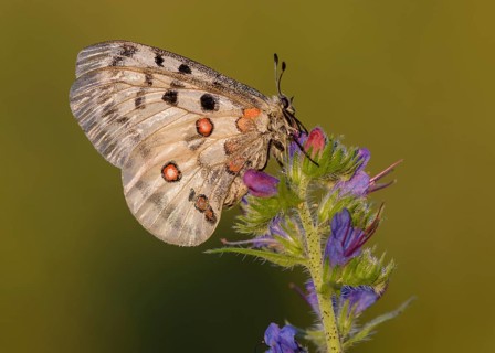 Apollo (Parnassius apollo)