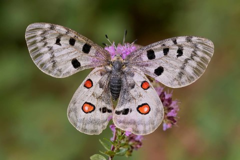 Apollo (Parnassius apollo)