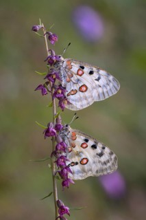 Two Apollo (Parnassius apollo)
