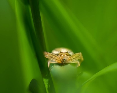 Brown crab spider (Xysticus cristatus) lurking