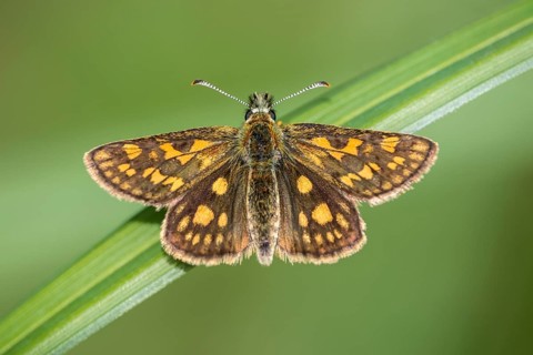 Checkered skipper (Carterocephalus palaemon) on blade of grass