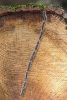 Oak processionary (Thaumetopoea processionea)