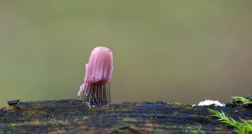 Slime mold (Stemonitis axifera)