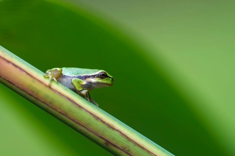 Young European tree frog (Hyla arborea) on a reed stalk