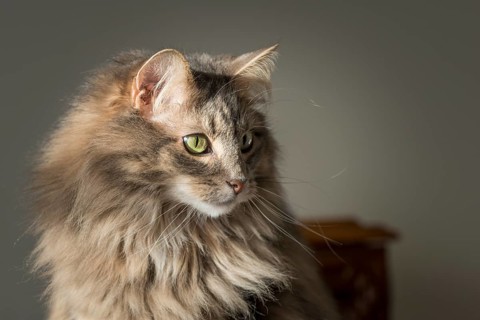 Norwegian Forest cat