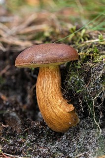 Bay bolete (Imleria badia)