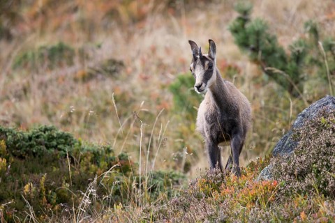 Chamois (Rupicapra rupicapra)