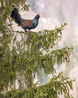 Western capercaillie (Tetrao urogallus) is performing courtship display in a Spruce (Picea)