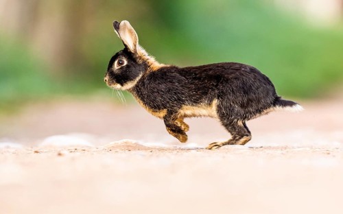 European rabbit (Oryctolagus cuniculus)