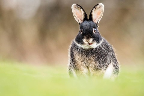 European rabbit (Oryctolagus cuniculus)