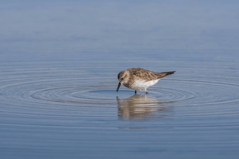 Baird's sandpiper (Calidris Bairdii) standing in shallow water