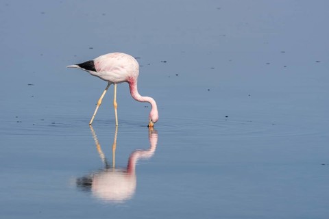Andean Flamingo (Phoenicoparrus andinus) in water