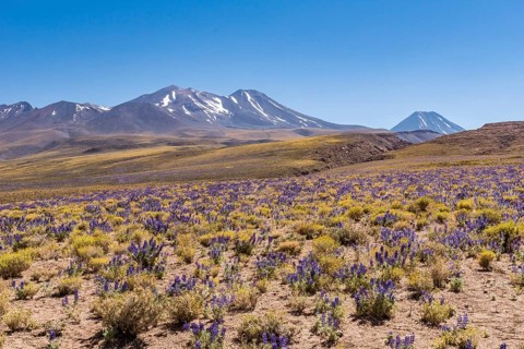 Purple blooming plateau