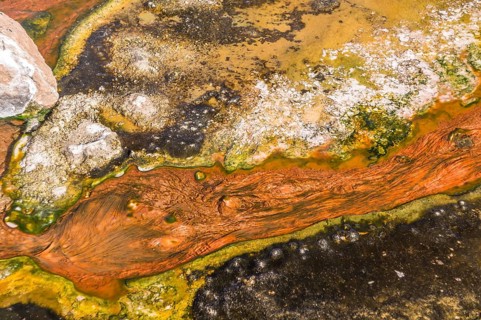 Algae