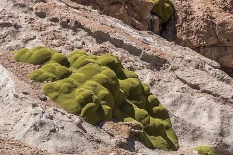 Yareta (Azorella compacta) on rocks