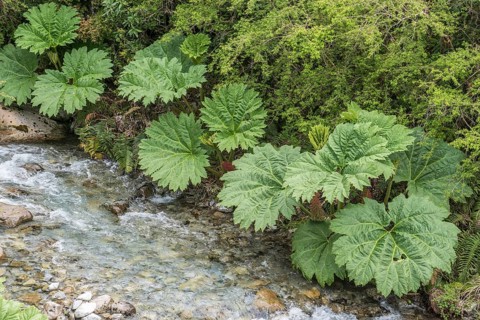 Pangue (Gunnera manicata) at the stream