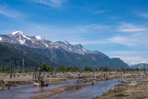Dead trees in Rio Ibanez valley