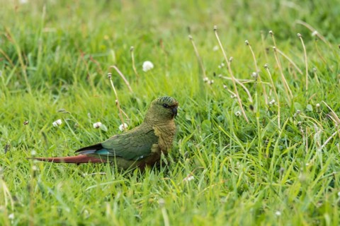 Austral parakeet (Enicognathus ferrugineus)