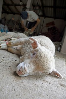Domestic sheep (Ovis gmelini aries)