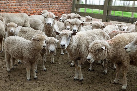 Domestic sheep (Ovis gmelini aries) waiting in the gate to shear