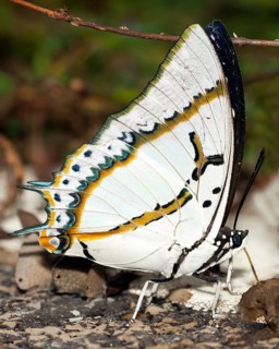 Charaxinae