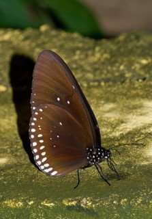 Common Crow (Euploea core graminifera)