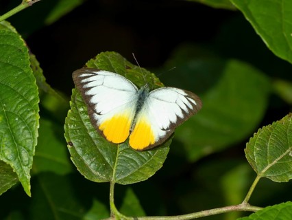 Orange Gull (Cepora aspasia)
