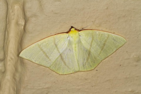 Moth