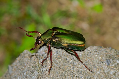 Rose chafer (Cetonia aurata)