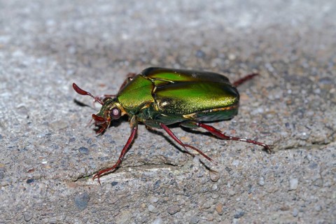 Rose chafer (Cetonia aurata)