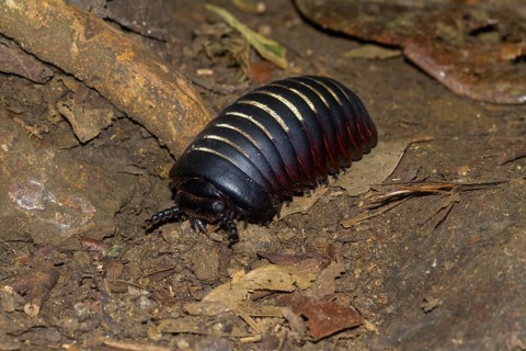 Giant pill millipede (Sphaerotheriida) on the ground