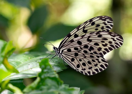 Common tree nymph (Idea stolli virgo)