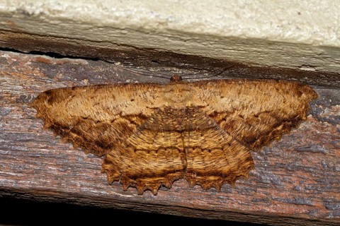 Geometer moth (Geometridae sp.)