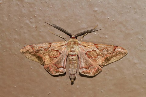 Geometer Moth (Hypochrosis binexata)