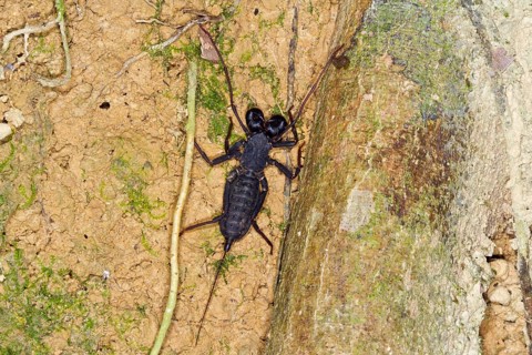 Whip scorpion (Uropygi)