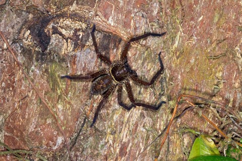 Huntsman spider (Sparassidae sp.)