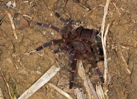 Bird spider species (Ornithoctoninae sp. borneo)