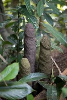 Termite building in the rainforest